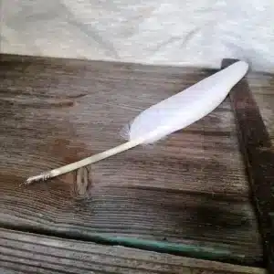 plume blanche