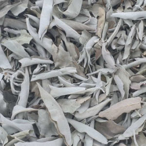 Feuilles sauge blanche