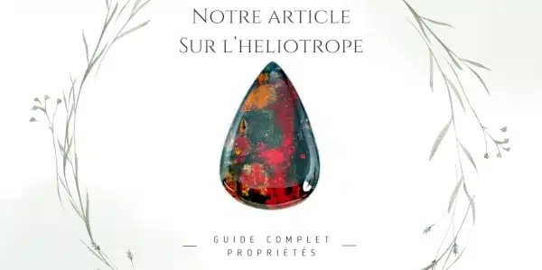 Image lien pour accéder à notre article de blog sur l'héliotrope