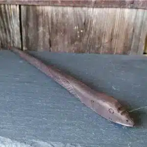 baguette magique serpent