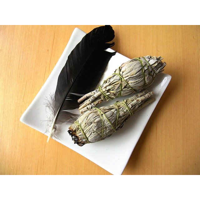 purification plantes